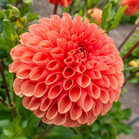 Buy Jowey Linda Dahlia Giant Ball Dahlia Bulbs Brecks