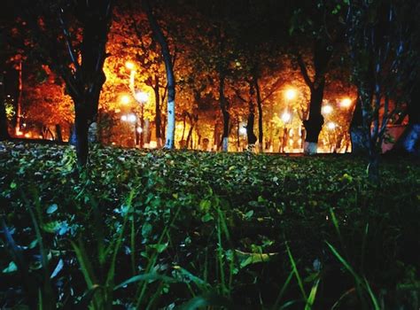 Premium Photo Park At Night