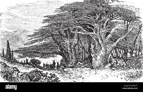 Lebanese Cedar Or Cedrus Libani Vintage Engraving Old Engraved