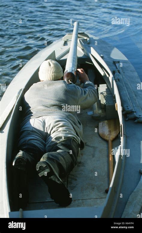 Wildfowler behind a punt gun. A winter pastime when ducks and geese ...