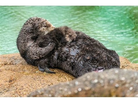 Wild Sea Otter Births Pup Inside Monterey Bay Aquarium Patch