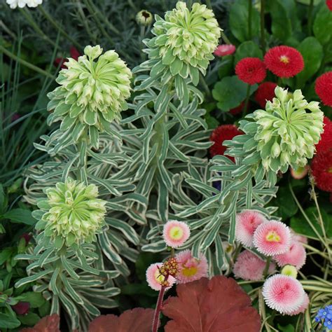 Euphorbia characias "Silver Swan"