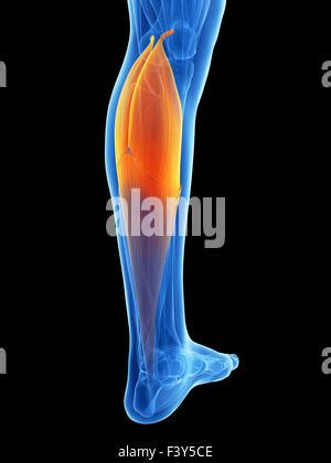 3d Rendered Illustration Gastrocnemius Stock Photo Alamy