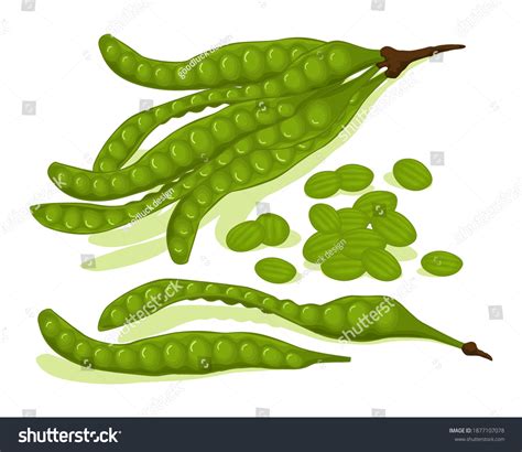 Petai Images, Stock Photos & Vectors | Shutterstock