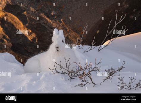 Arctic Hare In Snow Stock Photo Alamy