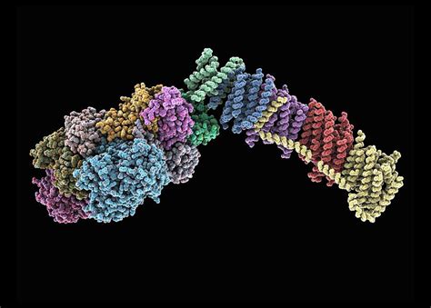 NADH dehydrogenase molecule, artwork Photograph by Science Photo Library - Pixels