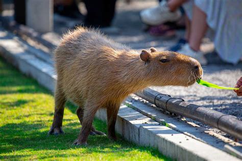 Capybara Encounter - Jungle Island