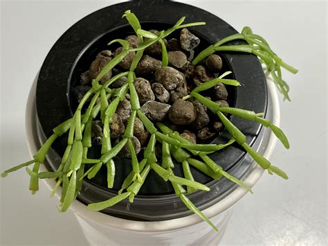 Schlumbergera Lutea Subspecies Bradei Epiphytic Cacti