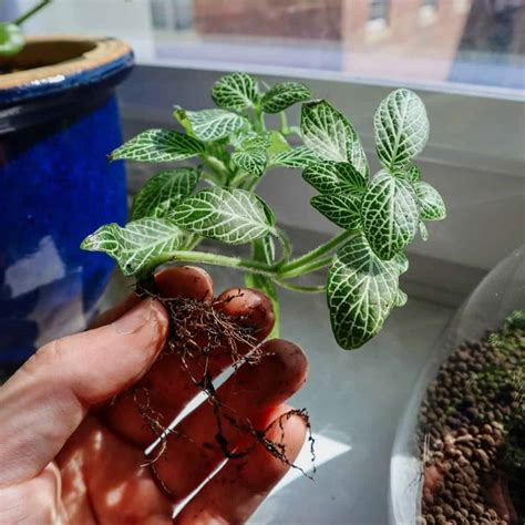 How To Grow The Gorgeous Nerve Plant Fittonia Care Guide