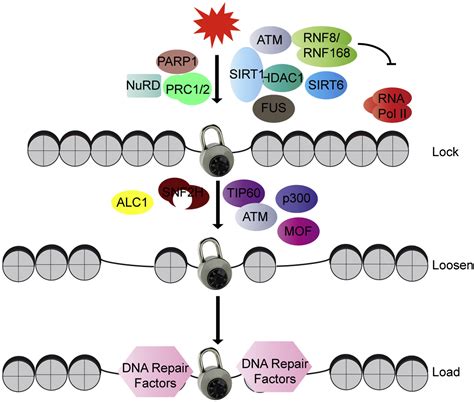 Dna Damage And Its Links To Neurodegeneration Neuron