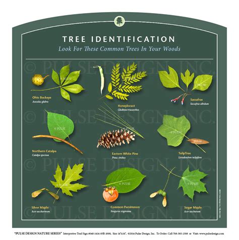 PDNS Tree and Leaf Identification Guide Parts of Tree Anatomy Outdoor ...