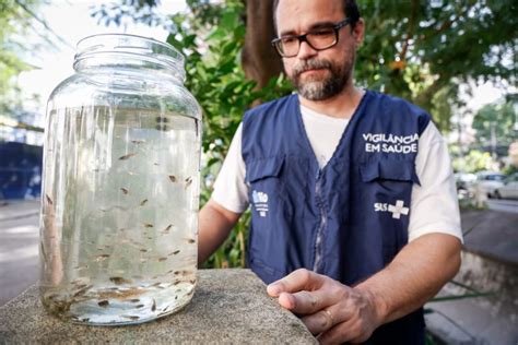 Prefeitura Do Rio Usa Peixe Barrigudinho Para Combater Mosquito Da