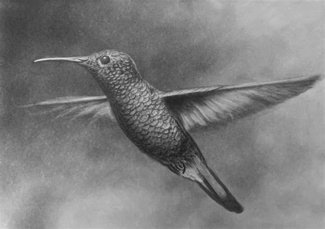 How To Draw A Hummingbird Online Art Lessons