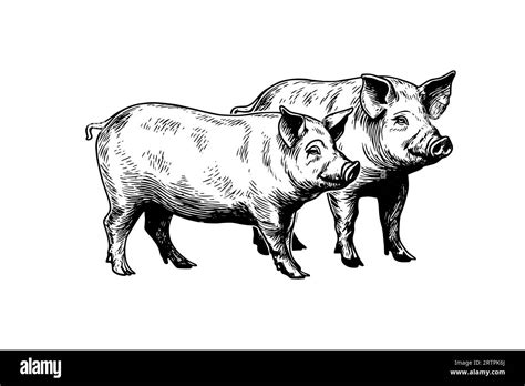 Vector Illustration Of Pig In Engraving Style Hand Drawing Sketch