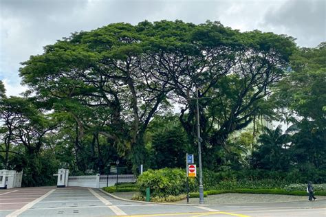 Iconic Trees In Singapores Civic District