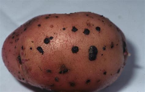 Potato | Diseases and Pests, Description, Uses, Propagation