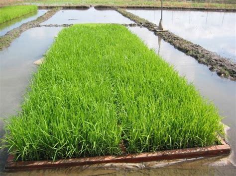 How To Prepare The Seedlings For Transplanting Irri Rice Knowledge Bank