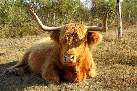 Download Free Photo Of Highland Beefcowbeefhornsanimal From