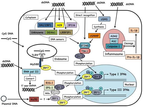 Vaccines Free Full Text Innate Immune Signaling By And Genetic