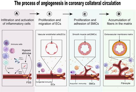 Formation Of Collateral Circulation After Coronary Artery Embolism A