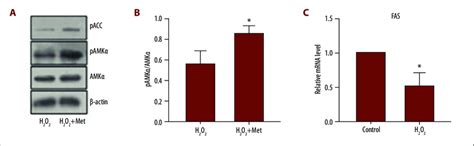 The Ampk Pathway Mediates The Protective Effects Of Metformin Met In