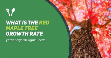 What is the Red Maple Tree Growth Rate?