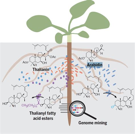 今年1篇science2篇nbt2篇mp1篇pnas等11篇文章，遗传发育所白洋组在植物微生物组取得系列进展！china Lake