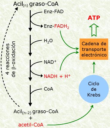 RUTA METABÓLICA BETA OXIDACIÓN DE ÁCIDOS GRASOS Diagrama