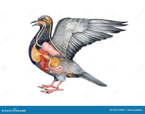 Bird Internal Organs Anatomy Scheme Watercolor Hand Drawn Illustration