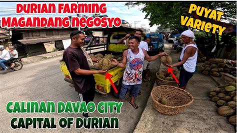 DURIAN FARMING MAGANDANG NEGOSYO CALINAN DAVAO CITY CAPITAL OF DURIAN