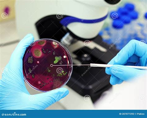 Scientist Analysis Escherichia Coli E Coli Culture With Eosin Methylene