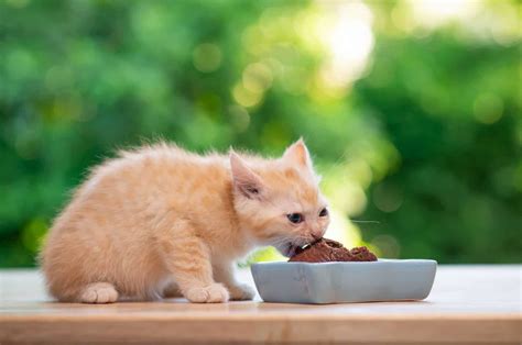 Whats The Best Food For Kittens In 2023