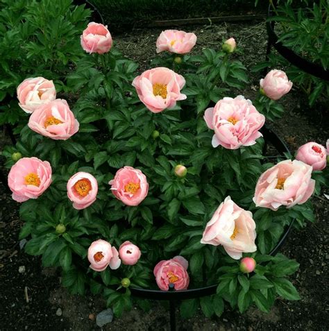 Peony Paeonia Salmon Dream In The Peonies Database