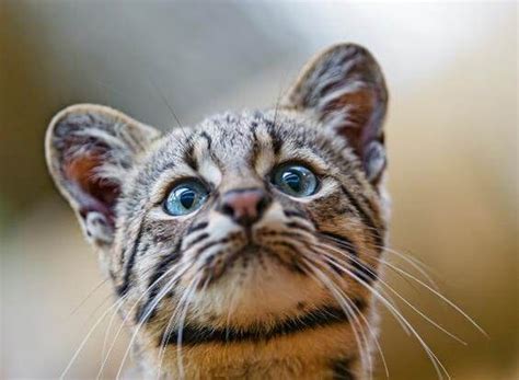 15 Wild Exotic Cats That Can Be Kept As Pets - Cats In Care