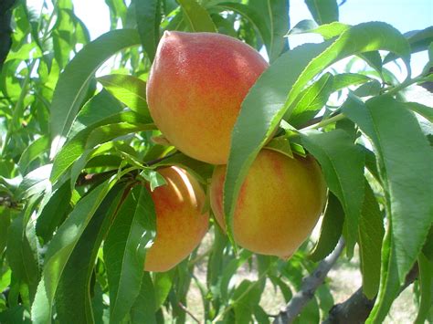 Viveros del Noreste Duraznos Prunus pérsica