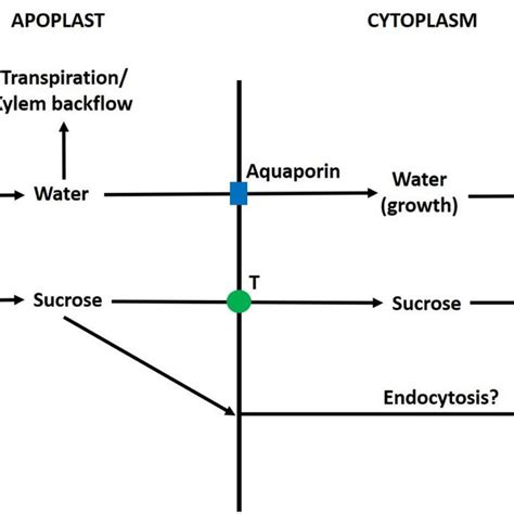 Sucrose transport and associated metabolism in grape pericarp during ...