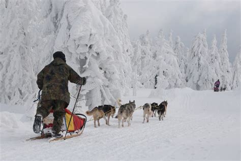 Slitta Trainata Dai Cani Sulla Traccia Di Sedivacek Lunga Immagine