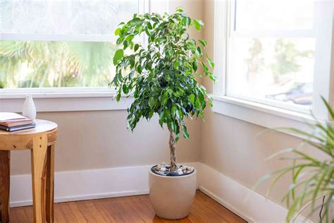 20 Popular Indoor Trees to Grow in Your Home