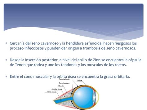 La Rbita Y Sus Alteraciones Enfermedades Orbitarias Ppt