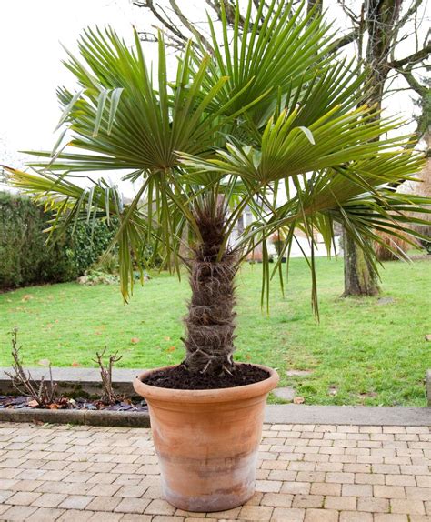 Prot Ger Un Palmier Avec Une Canisse Plantation Palmier Tout Pour Le