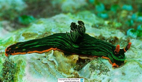 Nembrotha Kubaryana Kubaryanas Nembrotha Variable Neonsternschnecke