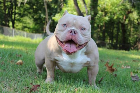 BULLY STUDS Southeast Bully Kennels