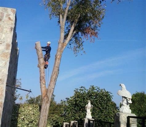 Poda Y Tala De Arboles Especialistas En Arbolado