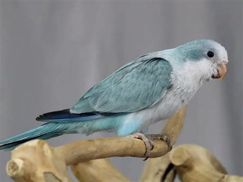 Everything You Need To Know About The Blue Quaker Parrot Birds Coach