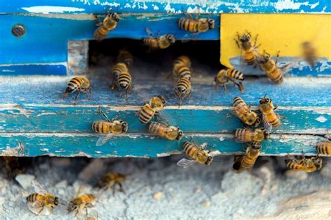 Signs of A Bee Or Wasp Infestation: Canberra Pest Control