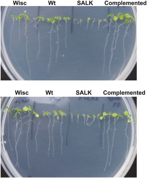 Whole Seedling Phenotypes Of The Oas C Mutants Representative Bright