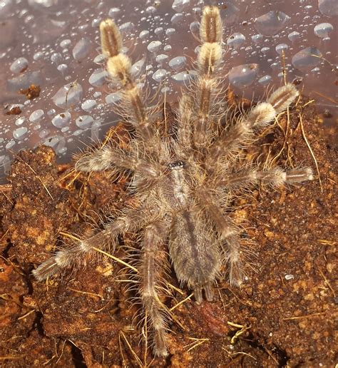 Poecilotheria Subfusca Highland