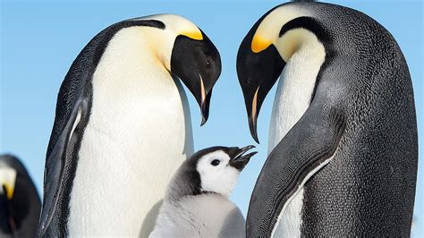 Emperor penguins at risk of extinction as climate change triggers ice