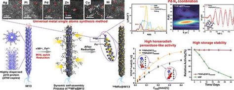 Designing M13 Bacteriophage And Fe Nanonest Self Assembly System For Universal And Facile