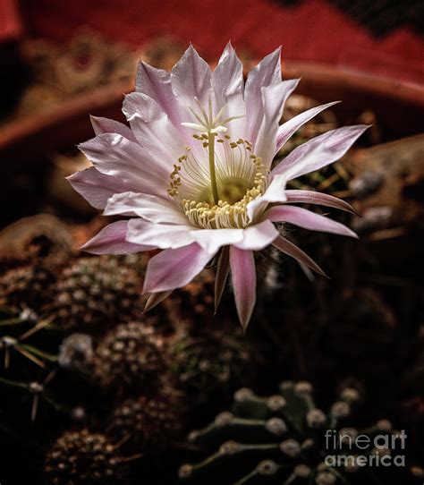 Night Bloomer Macro Photograph By Robert Bales Fine Art America